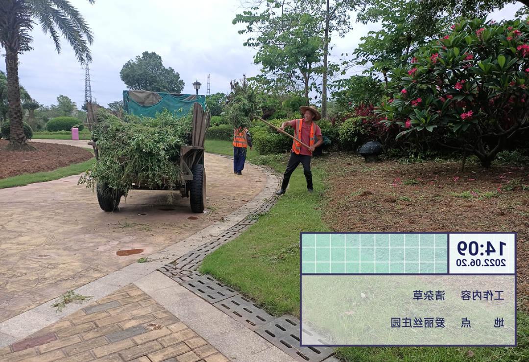 菲律宾网赌合法平台工人正在清运杂草